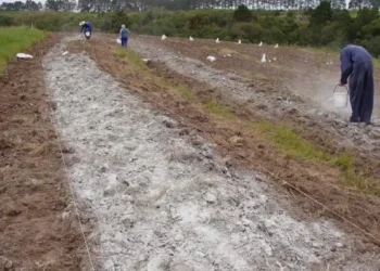 Projeto utiliza rejeitos de mineração como insumos para fortalecer a agricultura
