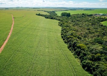 Agricultura regenerativa transforma produção agrícola em Goiás  