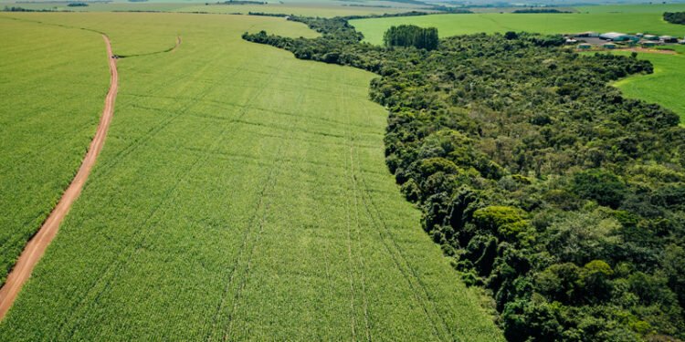 Agricultura regenerativa transforma produção agrícola em Goiás  