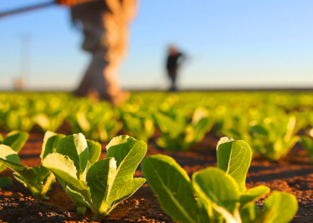 Rochas que nutrem: como mineração e rochagem estão transformando a agricultura sustentável