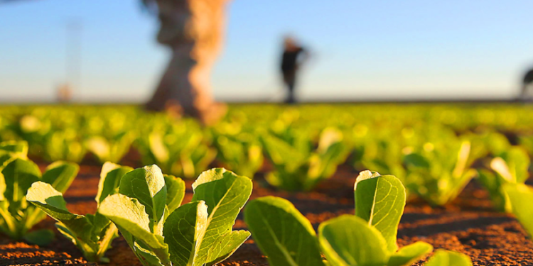 Rochas que nutrem: como mineração e rochagem estão transformando a agricultura sustentável