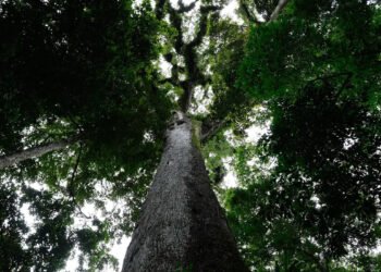 Lula sanciona lei do licenciamento ambiental com 63 vetos e garante LAE para projetos estratégicos