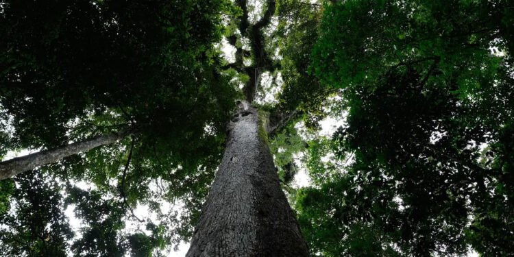Lula sanciona lei do licenciamento ambiental com 63 vetos e garante LAE para projetos estratégicos