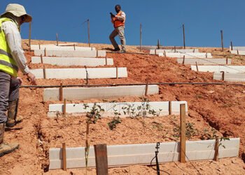 Embrapa usa plantas do Cerrado para recuperar barragens de mineração em Minas Gerais
