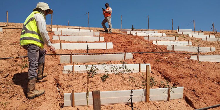 Embrapa usa plantas do Cerrado para recuperar barragens de mineração em Minas Gerais