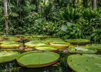 Amazônia concentra quase metade dos processos de minerais estratégicos do país, aponta estudo da ANM