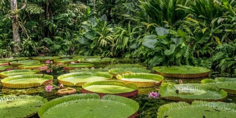 Amazônia concentra quase metade dos processos de minerais estratégicos do país, aponta estudo da ANM