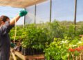 Kinross inicia rastreamento digital de 10 mil mudas em projeto de recuperação ambiental em Paracatu