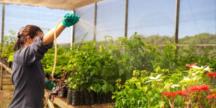 Kinross inicia rastreamento digital de 10 mil mudas em projeto de recuperação ambiental em Paracatu