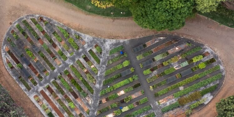 Viveiro de espécies nativas reforça importância da conservação do Cerrado